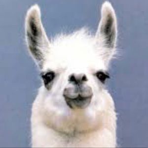 Meet your Posher, Kayllama